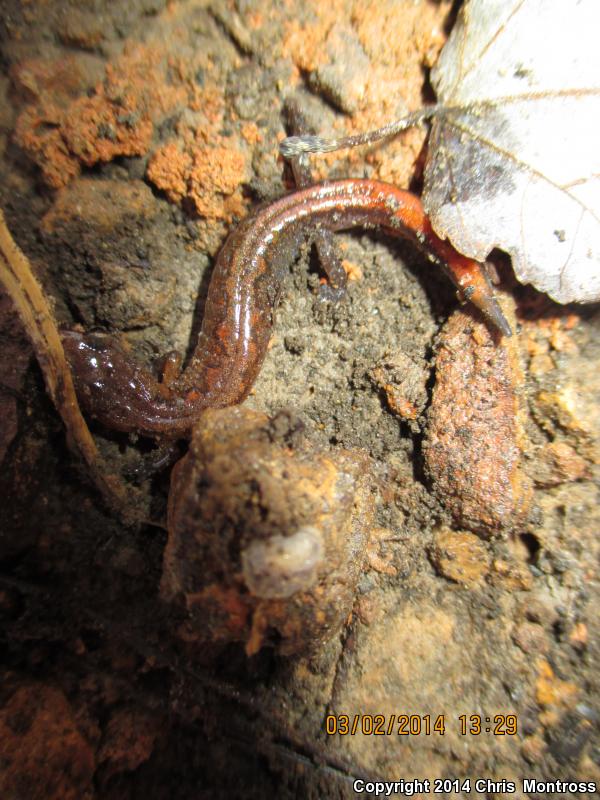 Southern Zigzag Salamander (Plethodon ventralis)