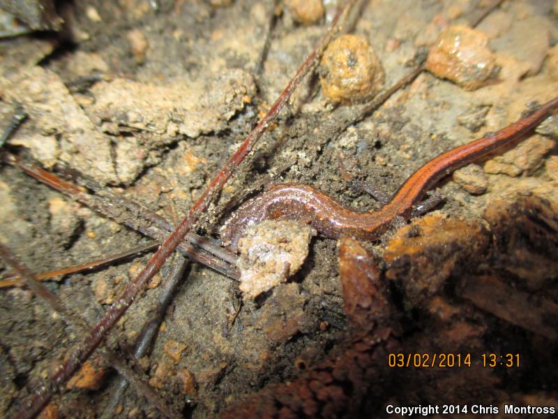 Southern Zigzag Salamander (Plethodon ventralis)