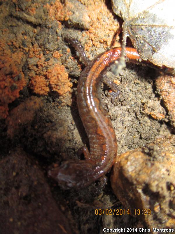 Southern Zigzag Salamander (Plethodon ventralis)