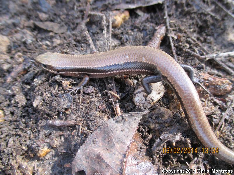 Southern Coal Skink (Plestiodon anthracinus pluvialis)