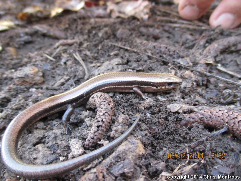 Southern Coal Skink (Plestiodon anthracinus pluvialis)