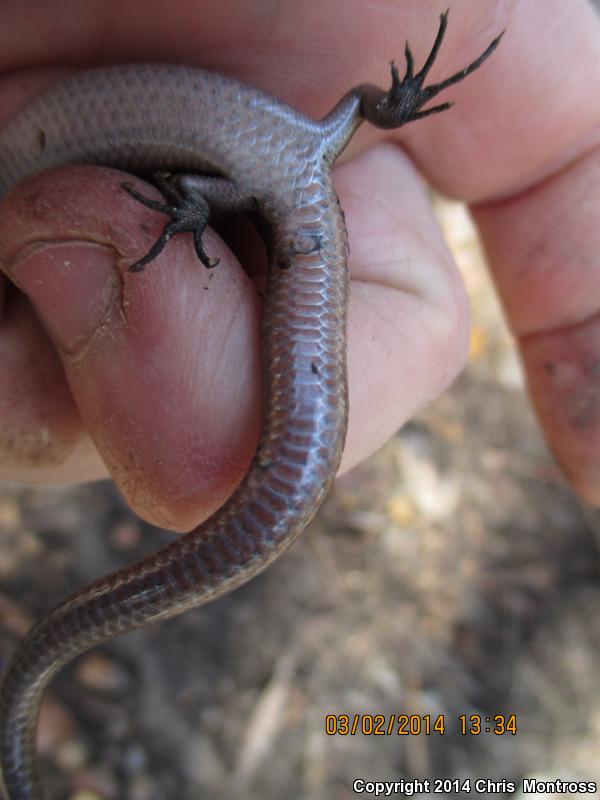 Southern Coal Skink (Plestiodon anthracinus pluvialis)