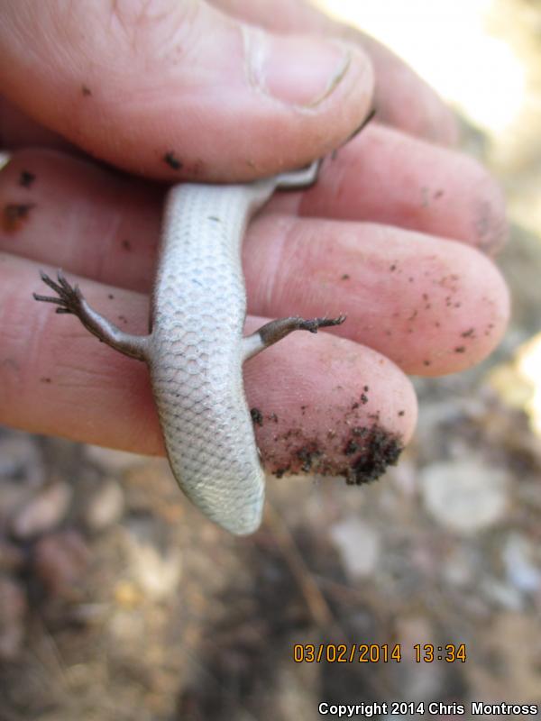 Southern Coal Skink (Plestiodon anthracinus pluvialis)