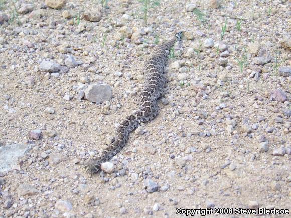 Western Diamond-backed Rattlesnake (Crotalus atrox)