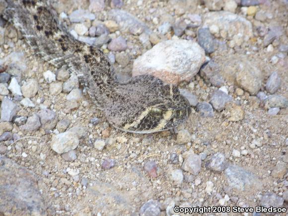 Western Diamond-backed Rattlesnake (Crotalus atrox)