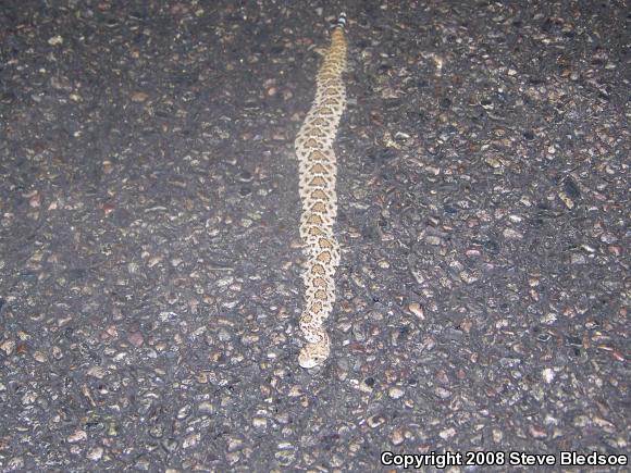 Western Diamond-backed Rattlesnake (Crotalus atrox)