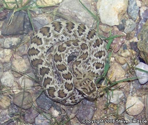 Mohave Rattlesnake (Crotalus scutulatus scutulatus)