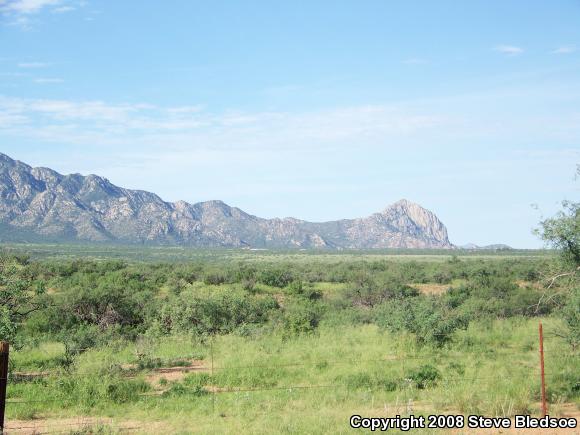 Mohave Rattlesnake (Crotalus scutulatus scutulatus)