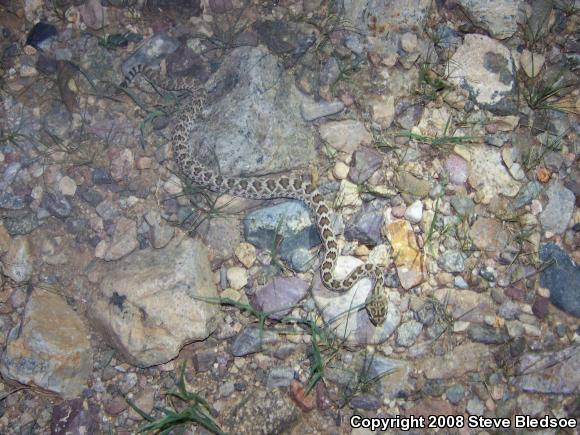 Mohave Rattlesnake (Crotalus scutulatus scutulatus)