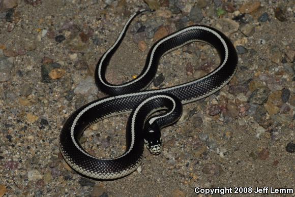 California Kingsnake (Lampropeltis getula californiae)