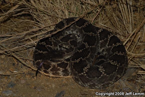 Southern Pacific Rattlesnake (Crotalus oreganus helleri)