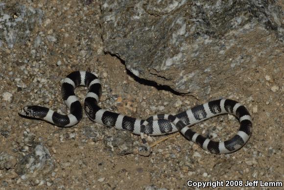 Western Long-nosed Snake (Rhinocheilus lecontei)