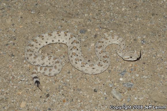 Colorado Desert Sidewinder (Crotalus cerastes laterorepens)