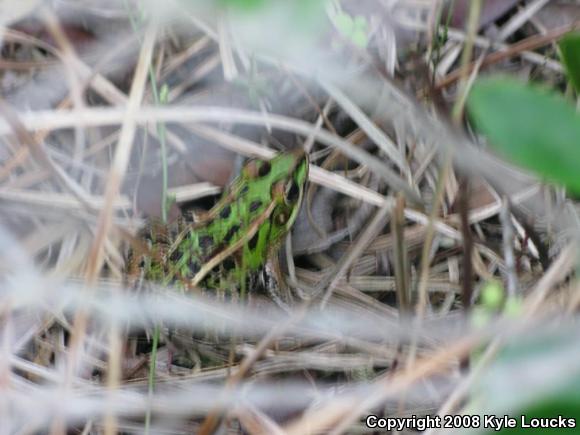 Southern Leopard Frog (Lithobates sphenocephalus utricularius)