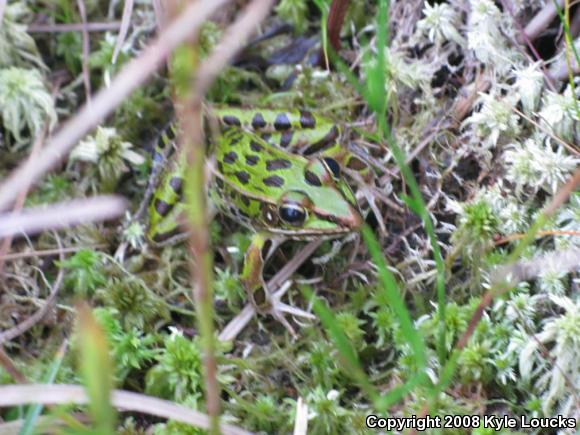 Southern Leopard Frog (Lithobates sphenocephalus utricularius)