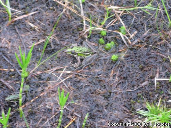 Southern Leopard Frog (Lithobates sphenocephalus utricularius)