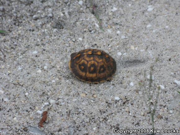 Eastern Box Turtle (Terrapene carolina carolina)