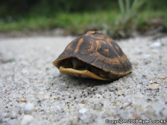 Eastern Box Turtle (Terrapene carolina carolina)