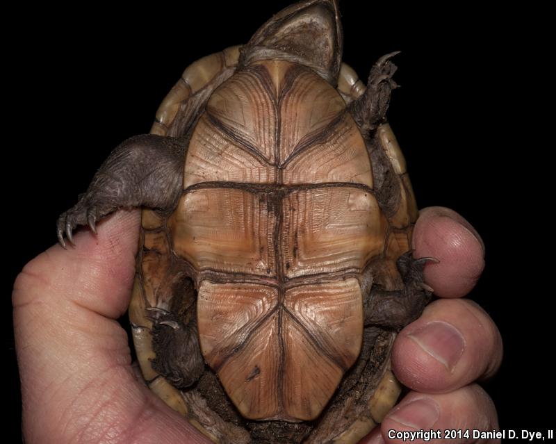 Florida Mud Turtle (Kinosternon subrubrum steindachneri)