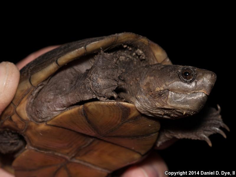 Florida Mud Turtle (Kinosternon subrubrum steindachneri)