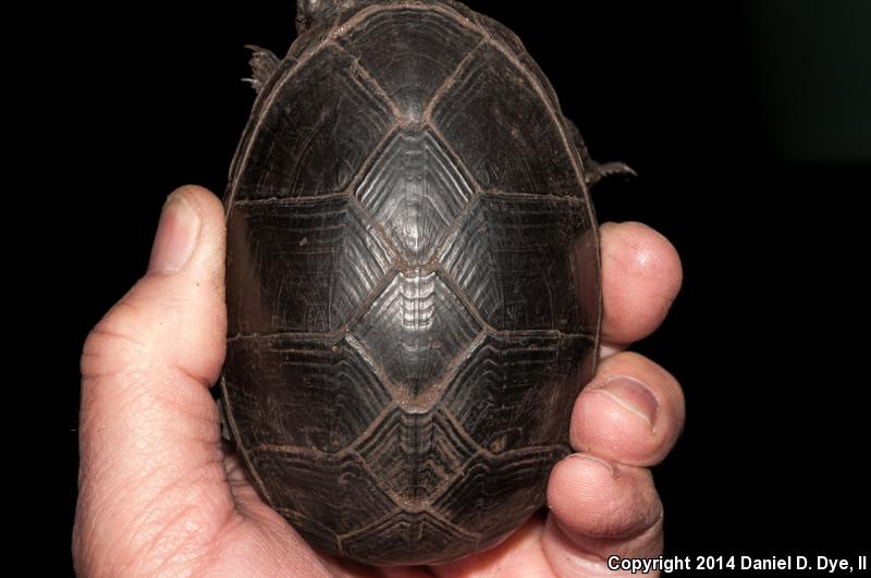 Florida Mud Turtle (Kinosternon subrubrum steindachneri)