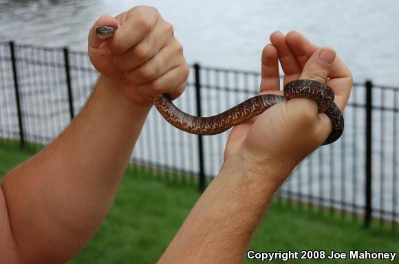 Northern Watersnake (Nerodia sipedon sipedon)