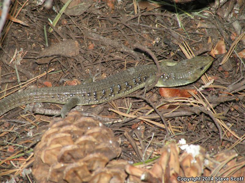 Sierra Alligator Lizard (Elgaria coerulea palmeri)