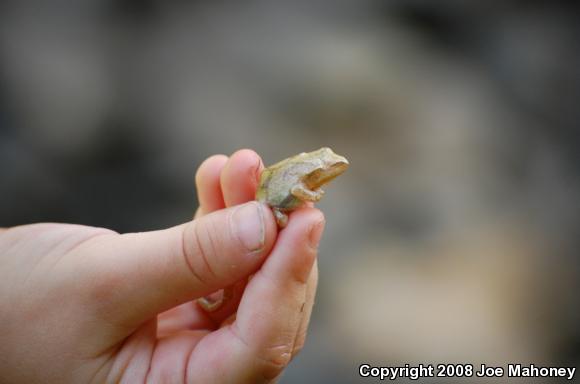 Spring Peeper (Pseudacris crucifer)