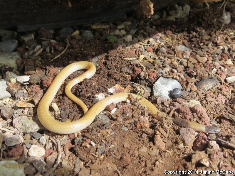 Smith's Black-headed Snake (Tantilla hobartsmithi)