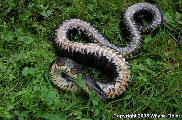 Northern Watersnake (Nerodia sipedon sipedon)