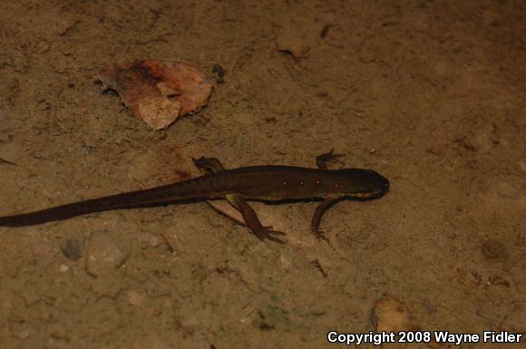 Red-Spotted Newt (Notophthalmus viridescens viridescens)