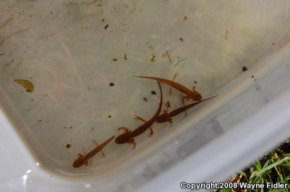 Red-Spotted Newt (Notophthalmus viridescens viridescens)