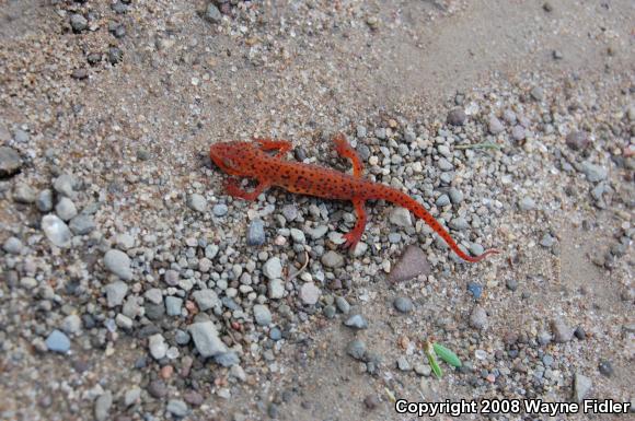 Red-Spotted Newt (Notophthalmus viridescens viridescens)