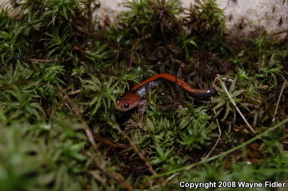 Eastern Red-backed Salamander (Plethodon cinereus)