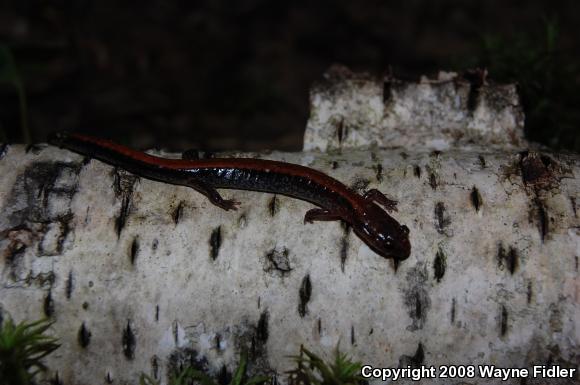 Eastern Red-backed Salamander (Plethodon cinereus)