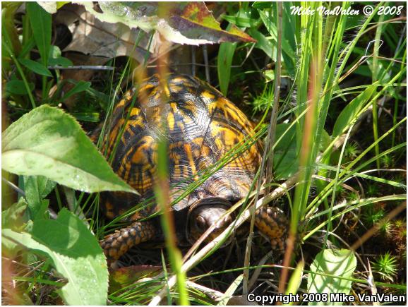 Eastern Box Turtle (Terrapene carolina carolina)