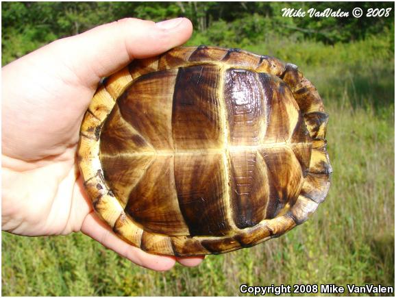 Eastern Box Turtle (Terrapene carolina carolina)