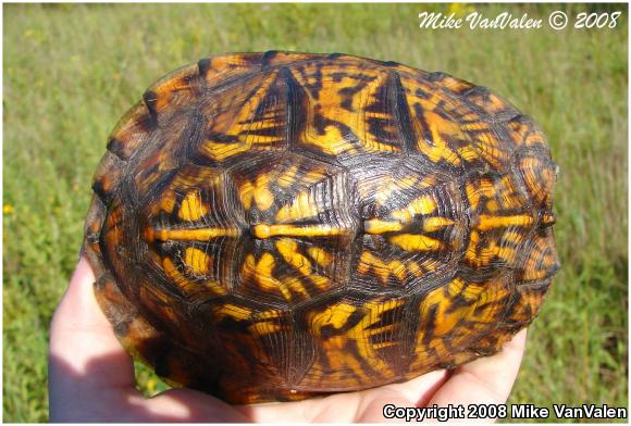 Eastern Box Turtle (Terrapene carolina carolina)