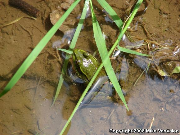 Northern Green Frog (Lithobates clamitans melanota)