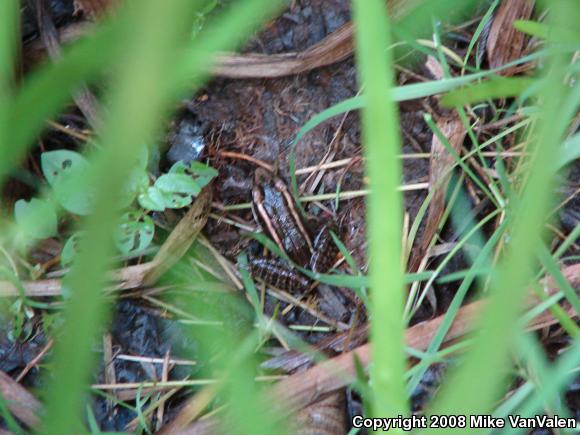 Pickerel Frog (Lithobates palustris)