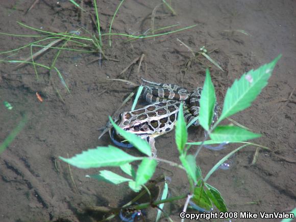 Pickerel Frog (Lithobates palustris)