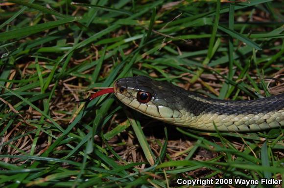 Eastern Gartersnake (Thamnophis sirtalis sirtalis)