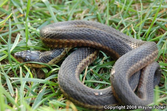 Eastern Gartersnake (Thamnophis sirtalis sirtalis)