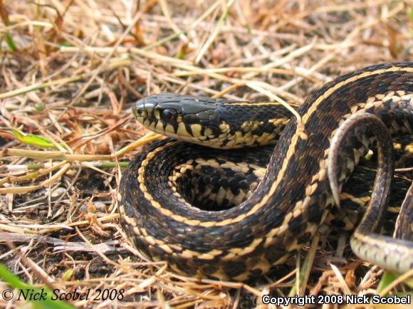 Plains Gartersnake (Thamnophis radix)