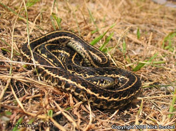 Plains Gartersnake (Thamnophis radix)