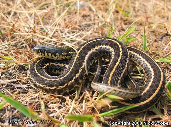 Plains Gartersnake (Thamnophis radix)