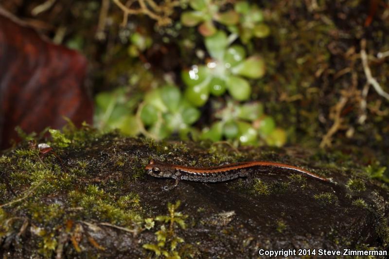 Larch Mountain Salamander (Plethodon larselli)