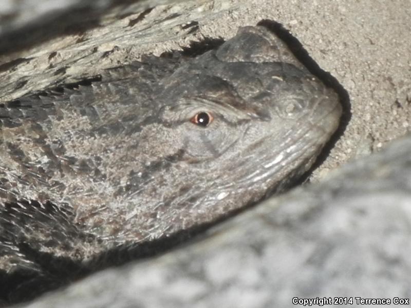 Sonoran Spiny Lizard (Sceloporus clarkii clarkii)