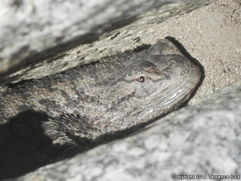 Sonoran Spiny Lizard (Sceloporus clarkii clarkii)