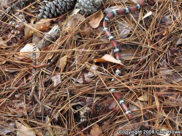 Scarlet Kingsnake (Lampropeltis triangulum elapsoides)